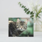Tabby Cat Postkarte (Stehend Vorderseite)