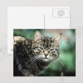 Tabby Cat Postkarte (Vorne/Hinten)
