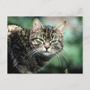 Tabby Cat Postkarte
