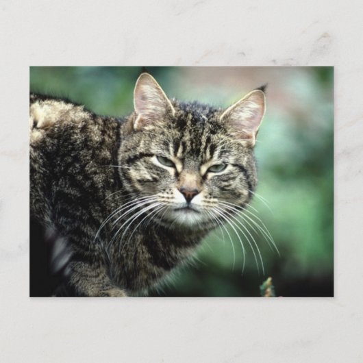Tabby Cat Postkarte (Vorderseite)