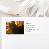 Tabby Cat Purr-fect Holiday Saison (Insitu)