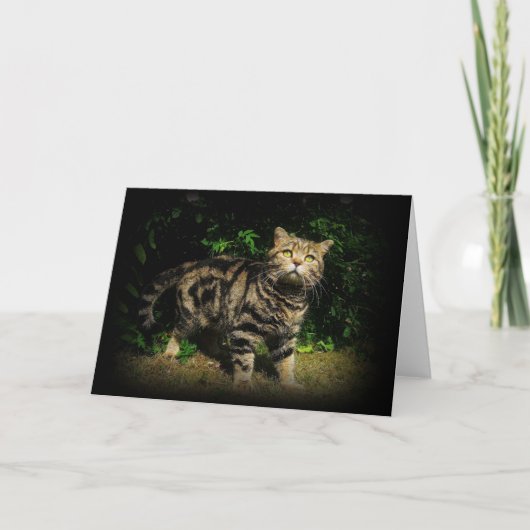 Tabby Cat Quote Card Karte (Vorderseite)