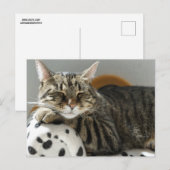 TABBY CAT RELAXING Postkarte (Vorne/Hinten)
