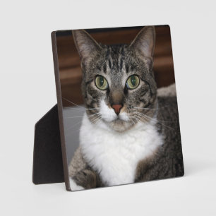 Tabby Cat Schauen Sie sich Ihre Tierfotos an Fotoplatte