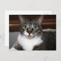 Tabby Cat Schauen Sie sich Ihre Tierfotos an