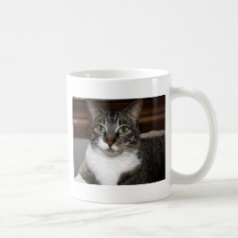 Tabby Cat Sehen Sie sich Ihre Tierfotografie an Kaffeetasse