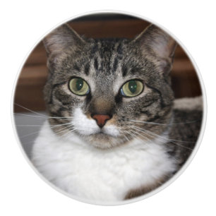 Tabby Cat Sehen Sie sich Ihre Tierfotografie an Keramikknauf