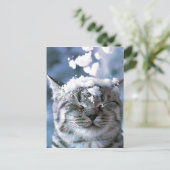 Tabby Cat Snow Splash Postkarte (Stehend Vorderseite)