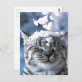 Tabby Cat Snow Splash Postkarte (Vorne/Hinten)