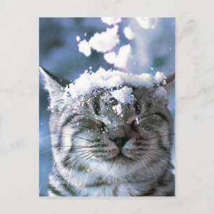 Tabby Cat Snow Splash Postkarte