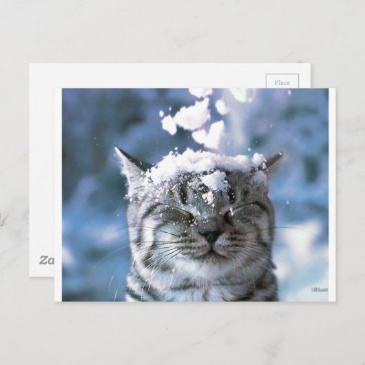 Tabby Cat Snow Splash Postkarte (Vorne/Hinten)