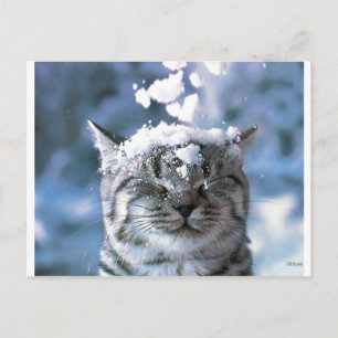 Tabby Cat Snow Splash Postkarte