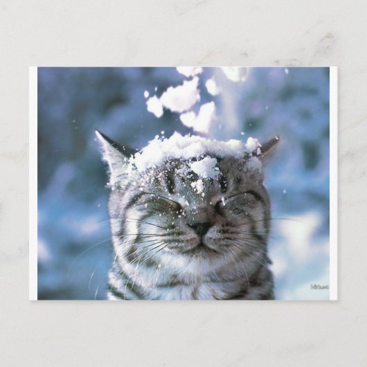 Tabby Cat Snow Splash Postkarte (Vorderseite)