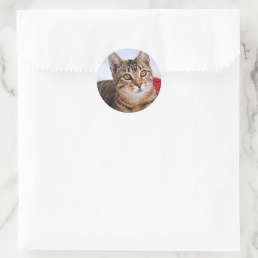 Tabby Cat Stickers (Tasche)