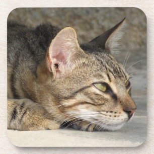 Tabby Cat Untersetzer