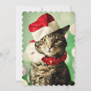 Tabby cat wearing a Christmas hat and collar Feiertagskarte