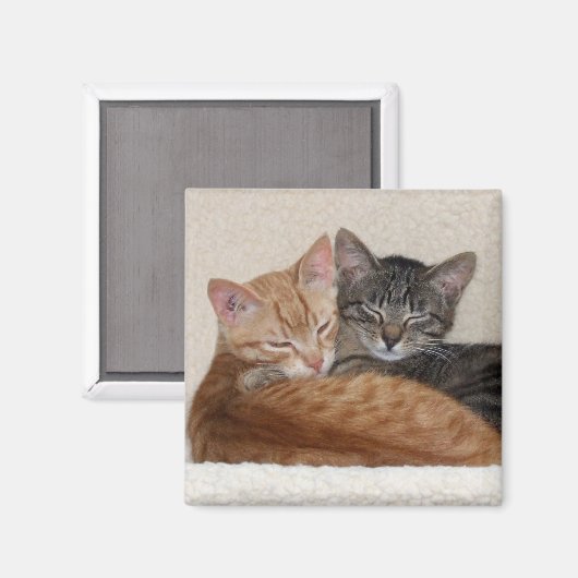 Tabby Cats Magnet (Vorderseite/Rückseite)