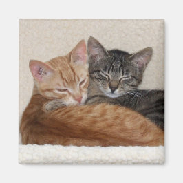 Tabby Cats Magnet