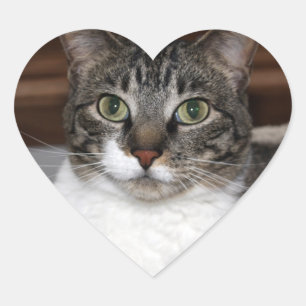 Tabby Chat Sehen Sie sich Ihr Foto an Herz-Aufkleber