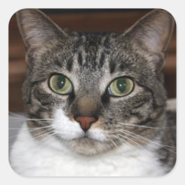 Tabby Chat Sehen Sie sich Ihr Foto an Quadratischer Aufkleber