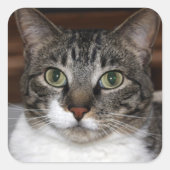 Tabby Chat Sehen Sie sich Ihr Foto an Quadratischer Aufkleber (Vorderseite)