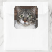 Tabby Chat Sehen Sie sich Ihr Foto an Quadratischer Aufkleber (Tasche)