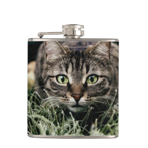 Tabby der Hauskatze Flachmann