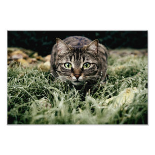 Tabby der Hauskatze Fotodruck