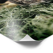 Tabby der Hauskatze Fotodruck (Ecke)