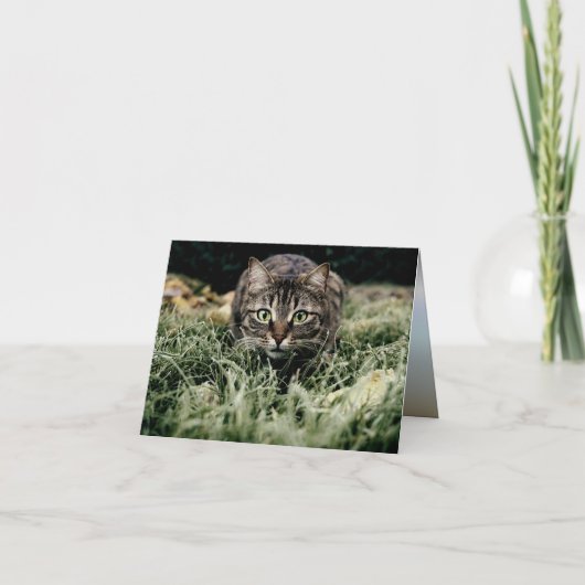 Tabby der Hauskatze Karte (Vorderseite)