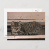 Tabby dosiert postkarte (Vorne/Hinten)