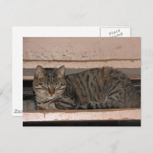 Tabby dosiert postkarte (Vorne/Hinten)