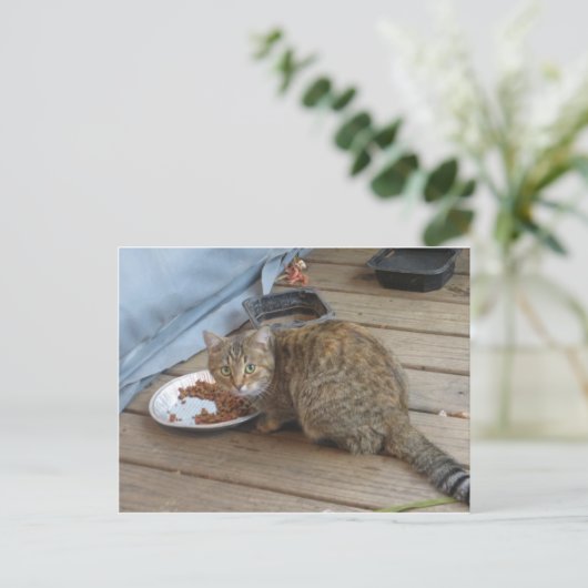 Tabby Eating Postkarte (Stehend Vorderseite)