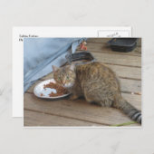 Tabby Eating Postkarte (Vorne/Hinten)