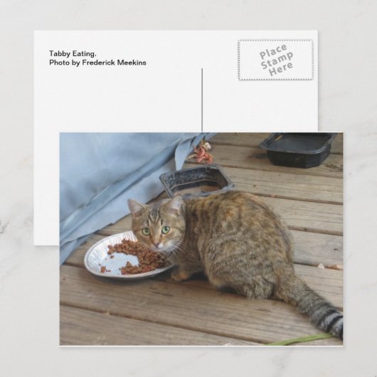 Tabby Eating Postkarte (Vorne/Hinten)