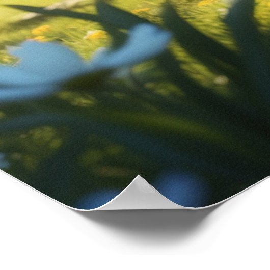 *~* TABBY GARDEN Kitty Cat 5:4 Feline Kitten Poster (Ecke)