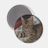 Tabby Girl Kitten Magnet (Vorderseite/Rückseite)
