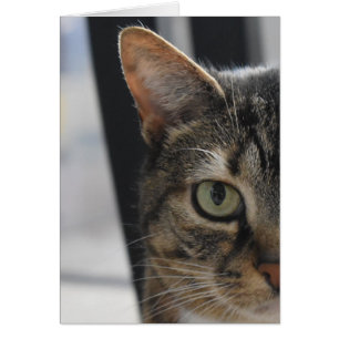 Tabby-Katze