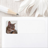 Tabby-Katze (Insitu)