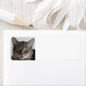 Tabby-Katze (Insitu)