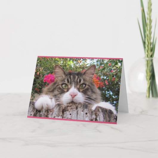 Tabby-Katze auf Baum-Stumpf mit Bouganvilla Karte (Vorderseite)