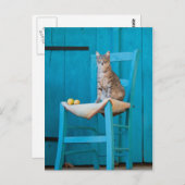 Tabby-Katze auf blauem Stuhl Postkarte (Vorne/Hinten)