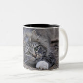Tabby-Katze auf wachsamem bereiten vor, um sich zu Zweifarbige Tasse (VorderseiteRechts)