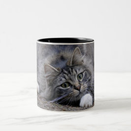 Tabby-Katze auf wachsamem bereiten vor, um sich zu Zweifarbige Tasse