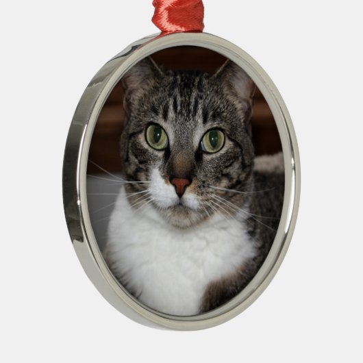 Tabby-Katze, die Sie Foto betrachtet Ornament Aus Metall (Rechts)