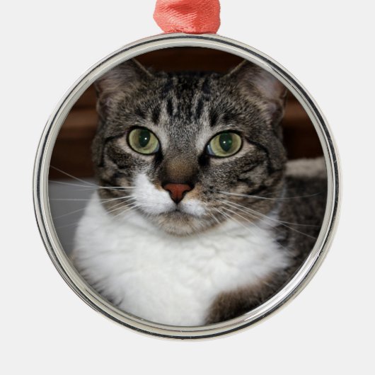 Tabby-Katze, die Sie Foto betrachtet Ornament Aus Metall (Vorne)
