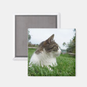 Tabby Katze Entspannen im Gras Magnet (Vorderseite/Rückseite)