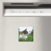 Tabby Katze Entspannen im Gras Magnet (In Situ (Geschirrspüler))