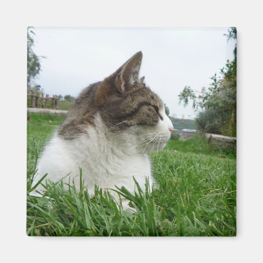 Tabby Katze Entspannen im Gras Magnet (Vorne)