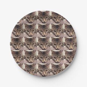 Tabby Katze-Instagram durch Shirley Taylor Pappteller